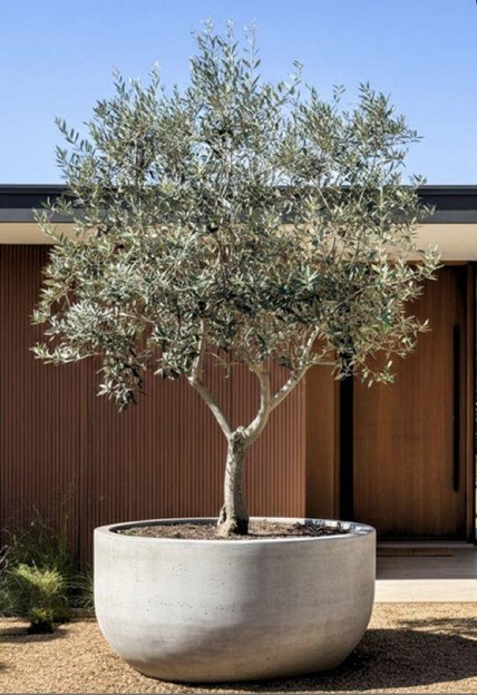 Olive Trees – Timeless Structure and Character
