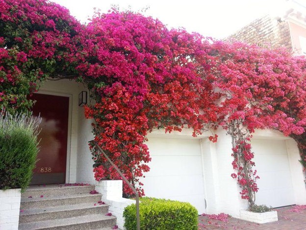 Landscaping Ideas
